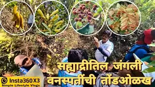 सह्याद्रीतिल जंगली वनस्पतींची तोंडओळख, रायगड परिक्रमेतील एक अनोखा अनुभव #stf बरोबर #sahyadri