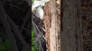 You wont believe what we uncovered in a recent pest inspection perth