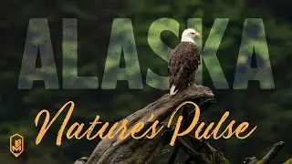 Alaska: Nature's Pulse... a visual journey into the heart of Alaska.