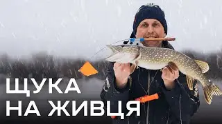 На що краще ловити щуку взимку? Батл між карасем і окунем. Редфлеги здорової людини