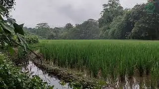 Calm Green Nature Sounds | Short Relaxing Ambience