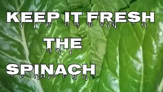 How to keep Spinach FRESH Longer in the Fridge