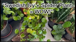 🌿 &ldquo;Swedish Ivy & Spider Plant | The Perfect Cascading Duo!&rdquo;