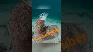 🦪Sea cucumber shoots its own digestive system🥺#shorts#short