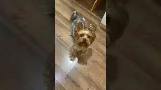 Наш красавчик выпускник 🥰,питомник Elite Pets.Умняшечка Макс🤗