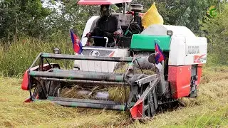 Rice Harvester Machine Working Skill at Farm  Rice Cutting Machinery Driving In Deep Water