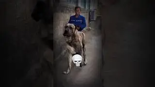 transformation of dogs kangal doberman  #dog  #dangerous