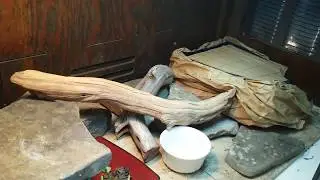 HOW TO FIND A LOST BEARDED DRAGON. Maxwell's great escape!