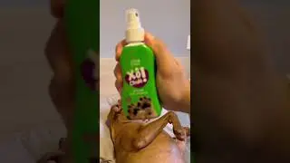 SKIN CARE NOTURNO🌛 #asmr #asmrskincare #skincare #asmrdog #animaisengra&ccedil;ados #shorts