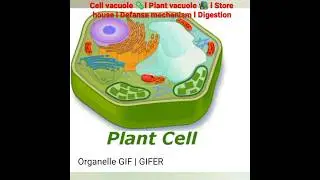 Cell vacuole🦠 l Plant vacuole 📚l Digestion l Growth l Store house 🚪#viral #@botanysolution