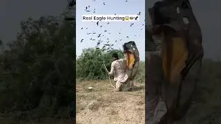 Hunting For Eagle Egg🦅🪺😱#new #amazing #trending #video #viral #shorts By RK Official Hunter