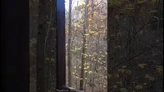 Ужасающие звуки из леса 😱