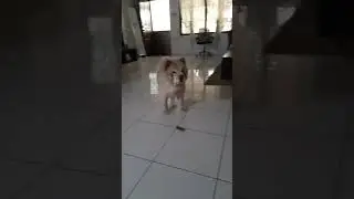 #shortvideo #cutepet #friendlydog friendlydog#highlight