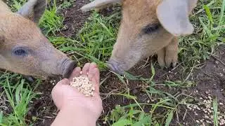 Hand Feeding Baby Pigs