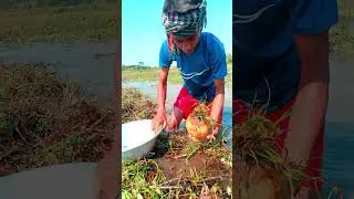 Village Fishing in Floating Weeds | Real Traditional Catch Action 🎣🌿&rdquo;