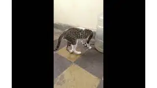my badass cat