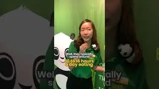 A Day In A Life of a Panda! 🐼🎍 #PandaIntern