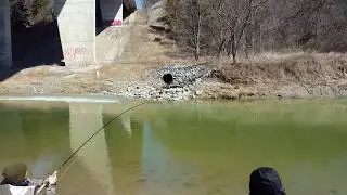 [4K] Decent Size Four Pound Rainbow Trout Caught And Released In Rouge River! (Pastrmka)