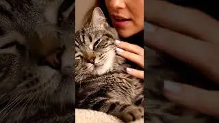 Gentle Whispers and Purrs: Cat Stroking ASMR for Deep Relaxation