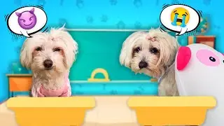 Perrita Dasha NO tiene AMIGAS en el Colegio de la vida real / V&iacute;deos de perritos