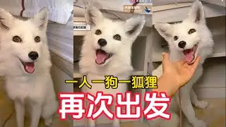【正版小七的旅行第140集】一人一狗一狐狸自駕環遊祖國邊境線，小可愛回歸，我們再次出發！