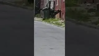 South Baltimore Zombies