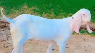 Horse and Donkey mating season 10||Big boobs||big tits