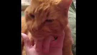 Cat Adoration: Advanced Chin Pets (two finger, both sides)