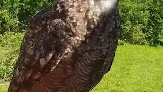 Bamboo is being vocal :) talking owl