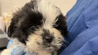 PSPCA removes 21 dogs from breeder's property