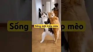 sống một kiếp m&egrave;o #SốngMộtKiếpM&egrave;o #Meo#CuocSongMeo#TamTrang #Chill #NhacTrend #Shorts #TikTokVietNam