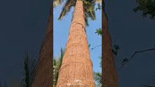 Camara DJI vs Go pro #dji #gopro