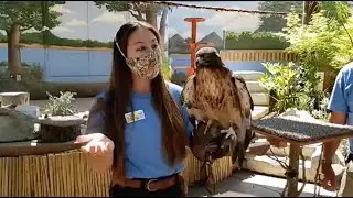 Live from Sac Zoo with Steve the red-tailed hawk and Saguaro the Harris's hawk