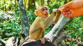We help feed food to the monkey baby Jacee 🐒. Little monkey Floran gets milk from