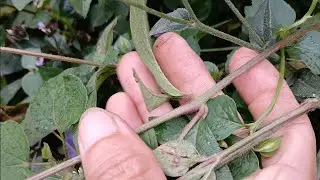 C&aacute;ch chữa bệnh từ c&acirc;y ngưu tất. Thảo Dược Việt Nam 