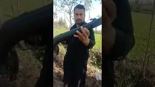 Starling Bird  the first hunting of the year Gamo Shadow 1000 . #huntingvideo #shotsvideo #airgun