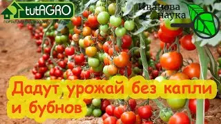 Спешите достать семна! Эти ТОМАТЫ одновременно ВКУСНЫЕ и очень УРОЖАЙНЫЕ!