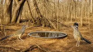 Correcaminos Salvajes 🐦🇲🇽 Captados por Cámara Trampa en México