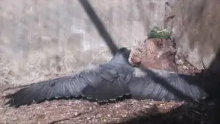 Cría en cautividad de aves de presa.