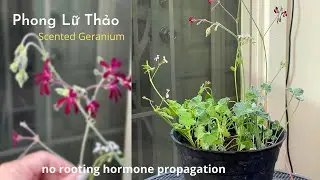 how to propagate scented geranium without rooting hormone, relax gardening trồng c&acirc;y thư gi&atilde;n