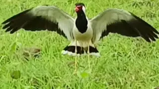Tithari ki awaz || Red wattled lapwing bird sound ||