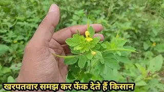 औषधीय गुणों और स्वाद की खान है ये घांस हुरहुर