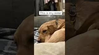 Sadie and Ruby being siblings! #ruby #sadie #suby #crazy