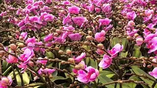 Thanh lí hồ điệp đẹp mê hồn. Lh 0398 228 633