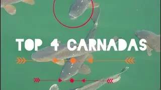 Top 4 de carnadas para pescar carpa