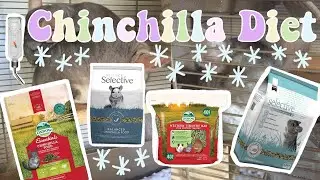 all about chinchilla diet!