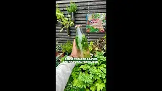 DIY Tomato Leaves fertilizer