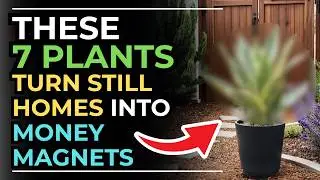 Top 7 Prosperity Plants That Secretly Transform Your Home Into a Fortune Magnet | Feng Shui