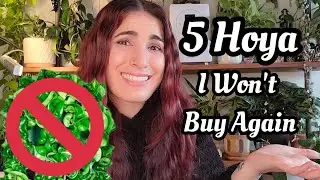 5 Hoya I'll NEVER Buy Again! 🚫 my Hoya no buy list + why I don't like them anymore 🤷🏻&zwj;♀️