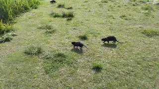 Wild Nutria.